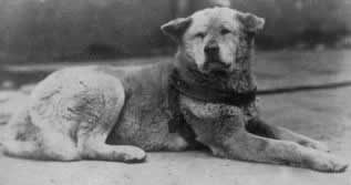 Hachiko