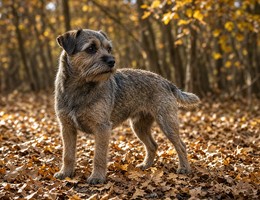 Affen Terrier