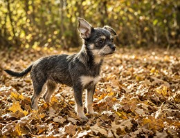 Affenhuahua