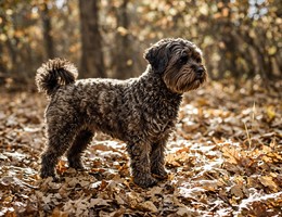 Affenpoo