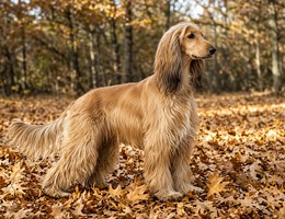 Afghan Spaniel