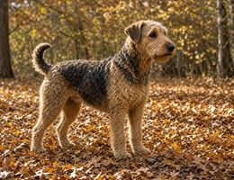 Airedoodle
