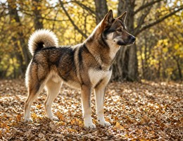 Akita Shepherd
