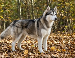 Alusky