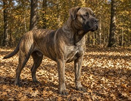 American Bandogge