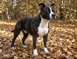 American Boston Bull Terrier