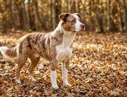 American Bull-Aussie