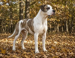 American Bull Dane