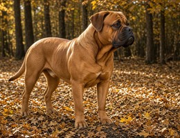 American Bull Dogue De Bordeaux