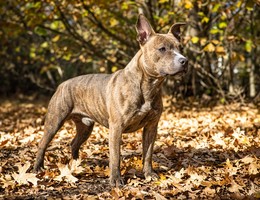 American French Bull Terrier