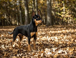 American Rat Pinscher