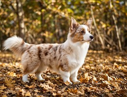 Aussie-Corgi