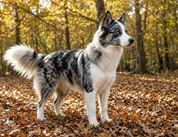 Aussie Siberian