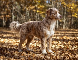 Aussiedoodle