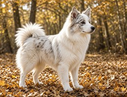 Australian Eskimo