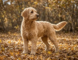 Australian Labradoodle