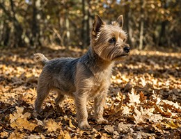 Australian Yorkshire Terrier