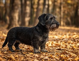 Bascottie