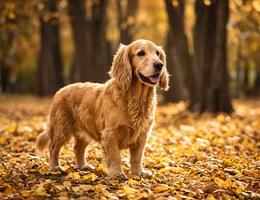 Basset Retriever
