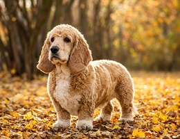 Bassetoodle