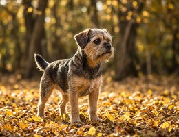 Bea Griffon