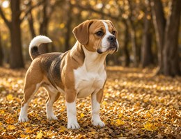 Beabull