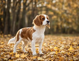 Beaglier