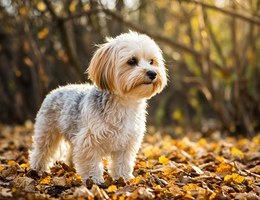 Bichon-Yorkie
