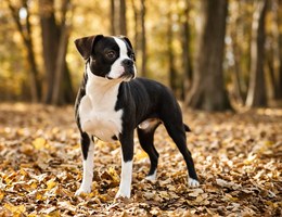 Boglen Terrier