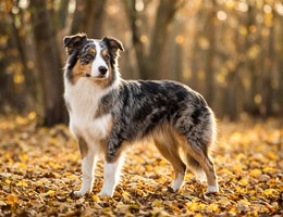 Border-Aussie