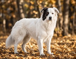 Border Collie Pyrenees