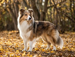 Border Sheepdog