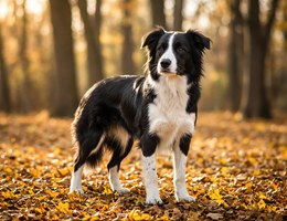 Border Springer