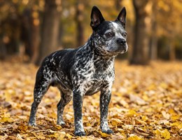 Boston Cattle Dog