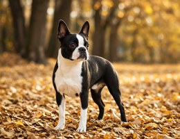 Boston Huahua