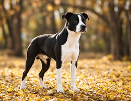 Boston Lab
