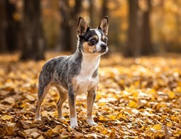 Boston Yorkie