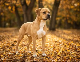Boxador