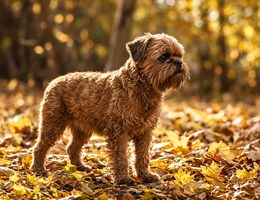 Broodle Griffon