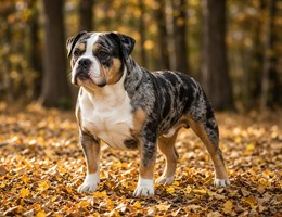 Bull-Aussie