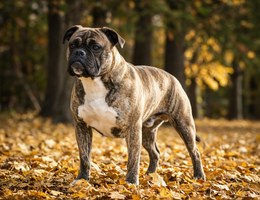 Bull-Boxer