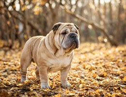 Bull-Pei