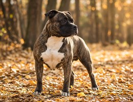 Bullboxer Pit