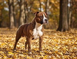 Bullboxer Staffy Bull