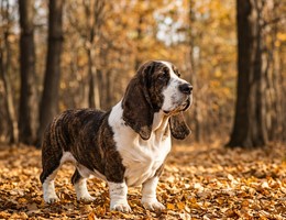 Bully Basset