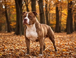 Bullypit