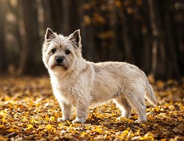 Cairland Terrier