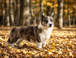 Cairn Corgi