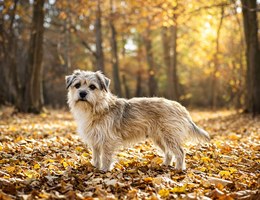 Care-Tzu