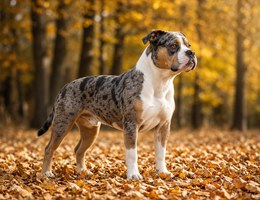 Catahoula Bulldog
